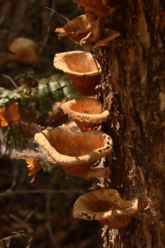 Tree Fungus, Madagascar - image gratuit #502615 