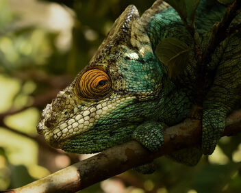Parson's Chameleon, Madagascar - Free image #502745