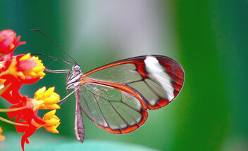 Glasswing Butterfly! - image #502825 gratis