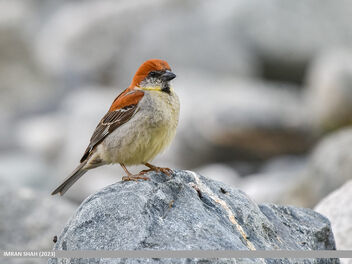 Russet Sparrow (Passer rutilans) - image #503335 gratis