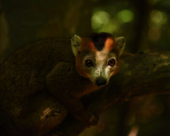 Crowned Lemur, Madagascar - image gratuit #503405 