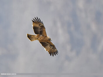 Booted Eagle (Hieraaetus pennatus) - Kostenloses image #503585