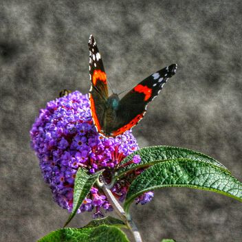 Floral butterfly. - image gratuit #503675 