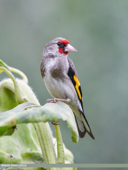 European Goldfinch (Carduelis carduelis) - image gratuit #503785 