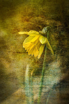First Daffodil in the Garden - image #503955 gratis