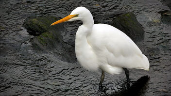 White Heron. NZ. - Free image #503985