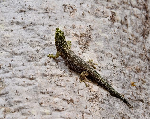Speckled Day Gecko on a Baobab - Free image #504085