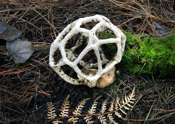 Basket Fungi. - image #504165 gratis