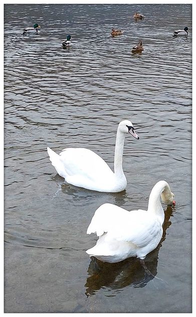 Swan's - Kostenloses image #504265