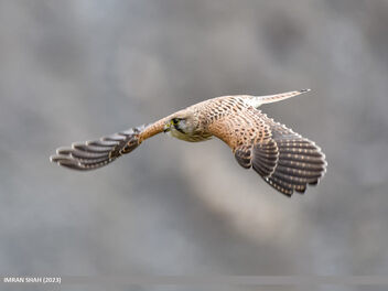 Common Kestrel (Falco tinnunculus) - image #504295 gratis