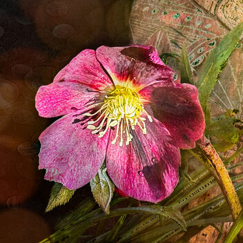 Hellebore in the Sunshine - Free image #504475