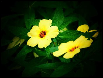 Wild flowers - image #504485 gratis