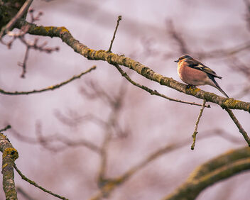 Chaffinch in the trees - image gratuit #504745 