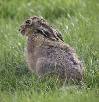 European Brown Hare - бесплатный image #504945