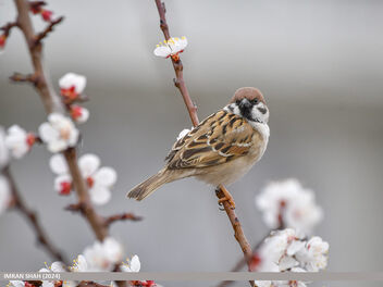 Eurasian Tree Sparrow (Passer montanus) - Free image #505055